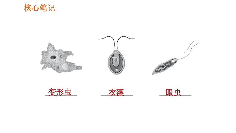 人教版七年级上册生物课件 第二单元 2.2.4 单细胞生物04