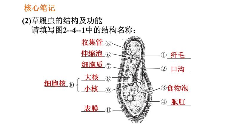 人教版七年级上册生物课件 第二单元 2.2.4 单细胞生物06