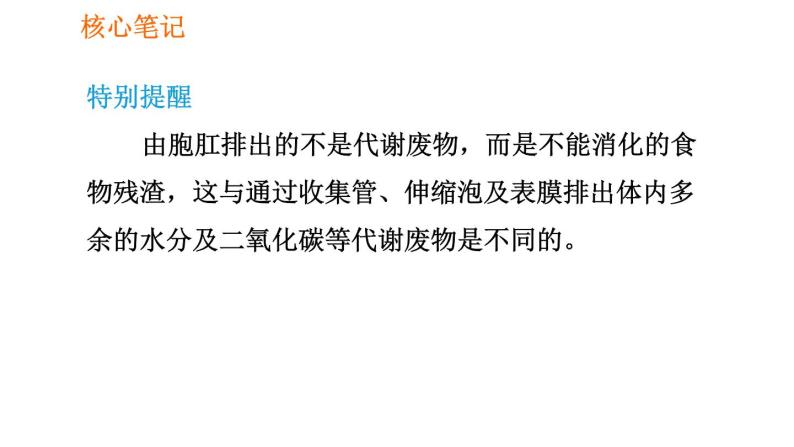 人教版七年级上册生物课件 第二单元 2.2.4 单细胞生物08