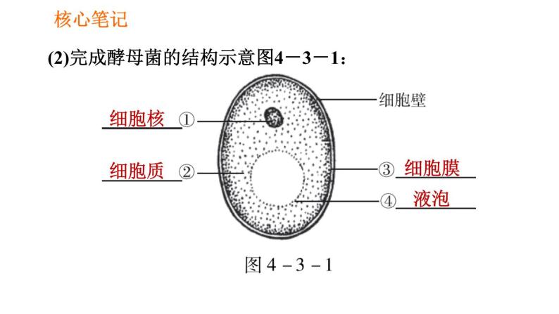 人教版八年级上册生物习题课件第5单元 第4章 4.3 真菌04