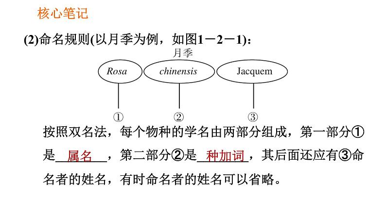 人教版八年级上册生物第6单元 第1章 1.2 从种到界习题课件第6页