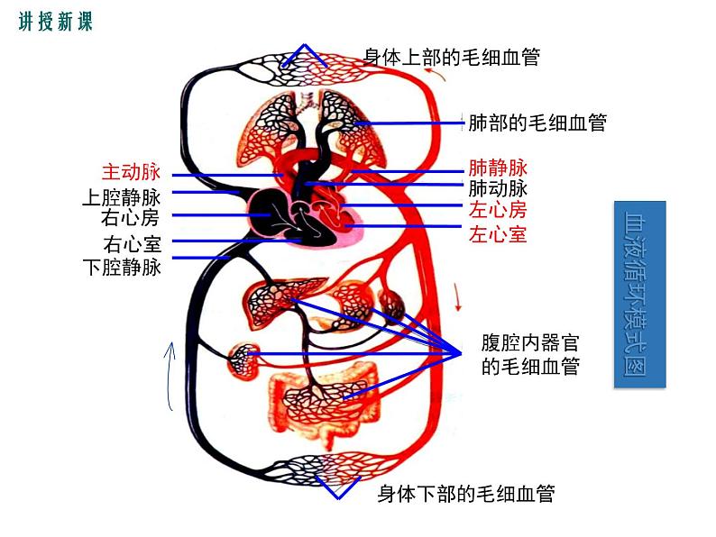 人教版七年级生物下册 第四章人体内物质的运输 第2课时 血液循环的途径课件PPT第4页