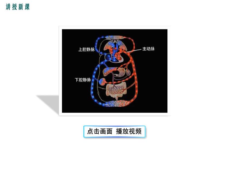 人教版七年级生物下册 第四章人体内物质的运输 第2课时 血液循环的途径课件PPT第5页