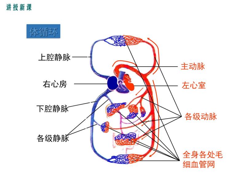 人教版七年级生物下册 第四章人体内物质的运输 第2课时 血液循环的