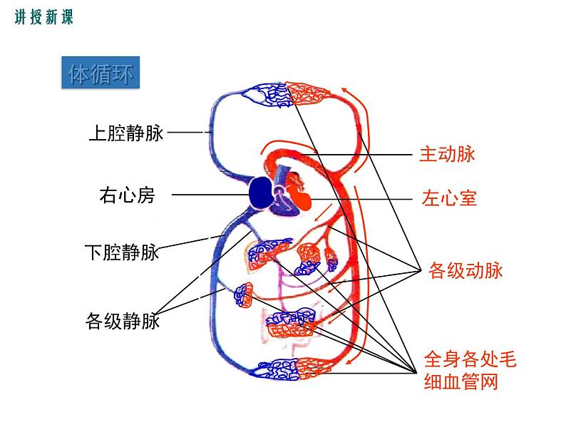 人教版七年级生物下册 第四章人体内物质的运输 第2课时 血液循环的途径课件PPT第7页