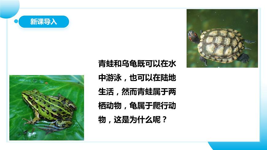 人教版初中生物八年級上冊5.1.5《兩棲動物和爬行動物》 課件第3頁