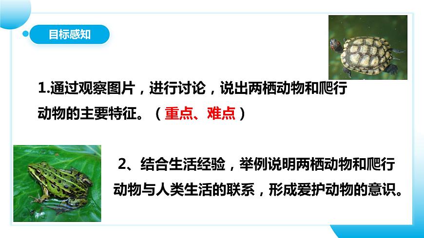人教版初中生物八年級上冊5.1.5《兩棲動物和爬行動物》 課件第4頁