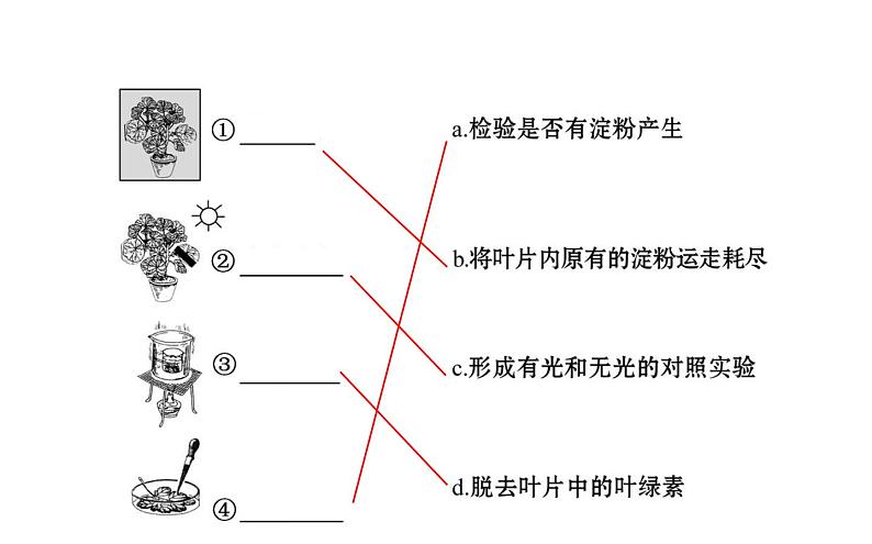 2021-2022学年人教版生物中考复习之绿色植物是生物圈中有机物的制造者 绿色植物与生物圈中的碳-氧平衡 爱护植被,绿化祖国课件PPT第5页