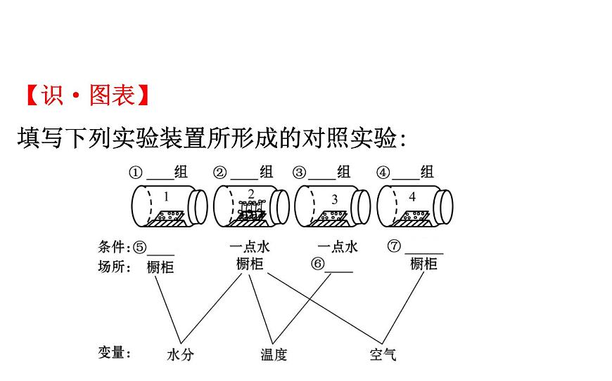 2021-2022學(xué)年人教版生物中考復(fù)習(xí)之被子植物的一生課件PPT第5頁(yè)
