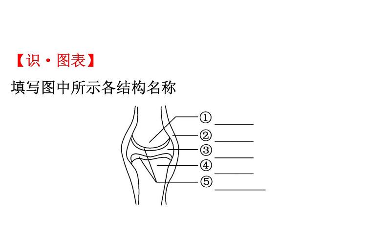 2021-2022学年人教版生物中考复习之动物的运动和行为&5.3动物在生物圈中的作用课件PPT第4页