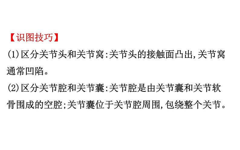 2021-2022学年人教版生物中考复习之动物的运动和行为&5.3动物在生物圈中的作用课件PPT第5页