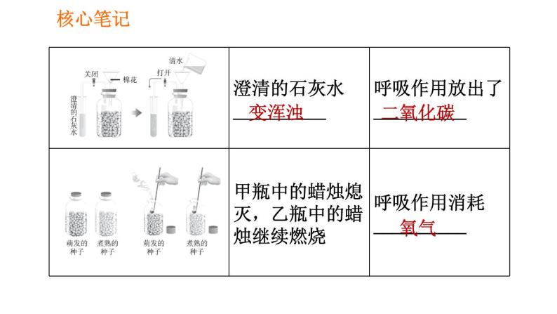 人教版七年级上册生物习题课件 第3单元 3.5.2 绿色植物的呼吸作用03