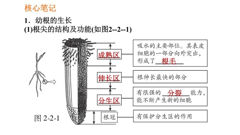 人教版七年级上册生物 第3单元 习题课件 002