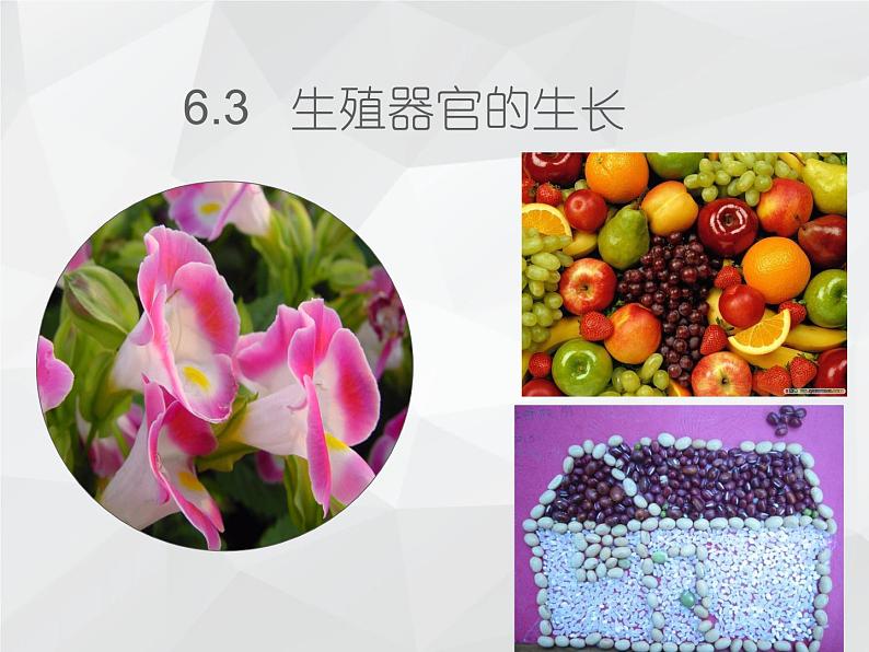 2021--2022学年北师大版七年级上册3.6.3生殖器官的生长课件第1页