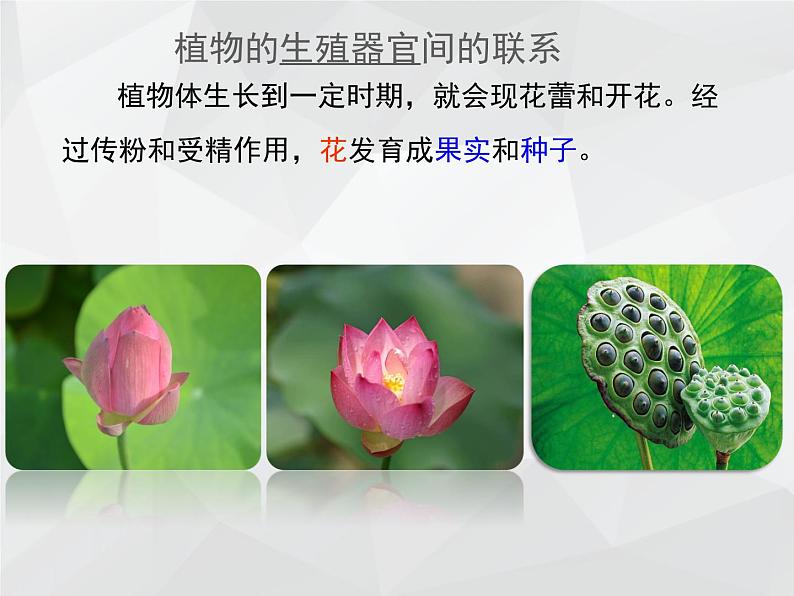 2021--2022学年北师大版七年级上册3.6.3生殖器官的生长课件第2页