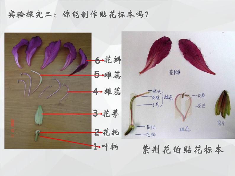 2021--2022学年北师大版七年级上册3.6.3生殖器官的生长课件第5页