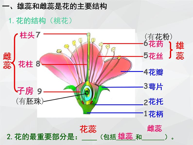 2021--2022学年北师大版七年级上册3.6.3生殖器官的生长课件第7页