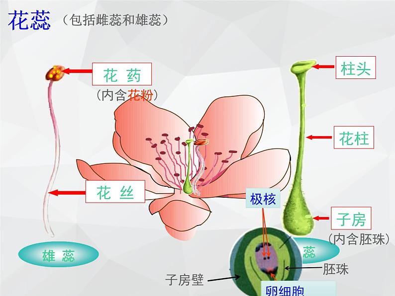 2021--2022学年北师大版七年级上册3.6.3生殖器官的生长课件第8页