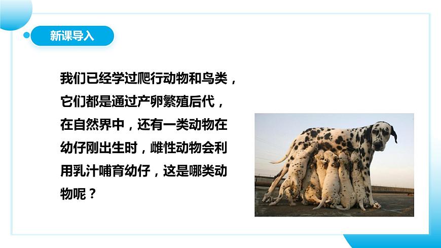 人教版初中生物八年級上冊5.1.7《哺乳動物》課件第3頁