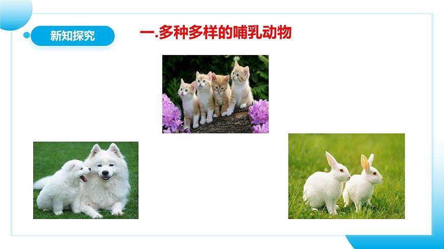 人教版初中生物八年級上冊5.1.7《哺乳動物》課件第6頁
