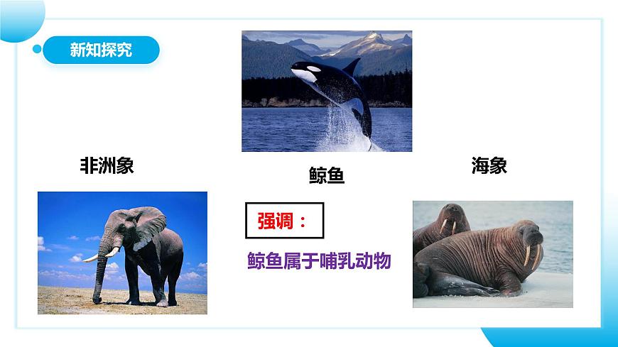 人教版初中生物八年級上冊5.1.7《哺乳動物》課件第8頁