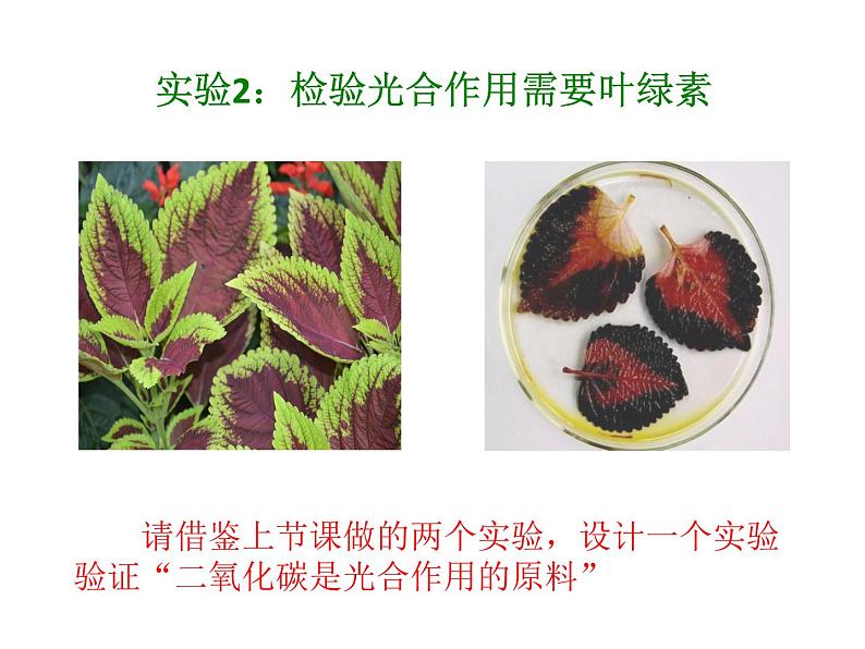 2021--2022学年北师大版生物七年级上册3.5.1 光合作用(2) 课件第4页