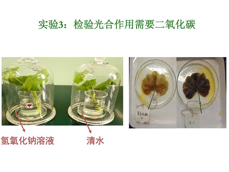 2021--2022学年北师大版生物七年级上册3.5.1 光合作用(2) 课件第7页