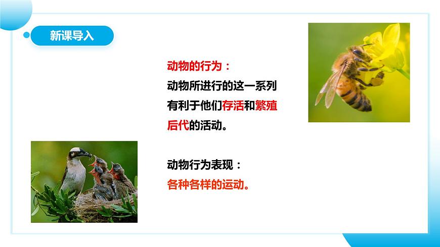 人教版初中生物八年級上冊5.2.1《動(dòng)物的運(yùn)動(dòng)》課件第4頁