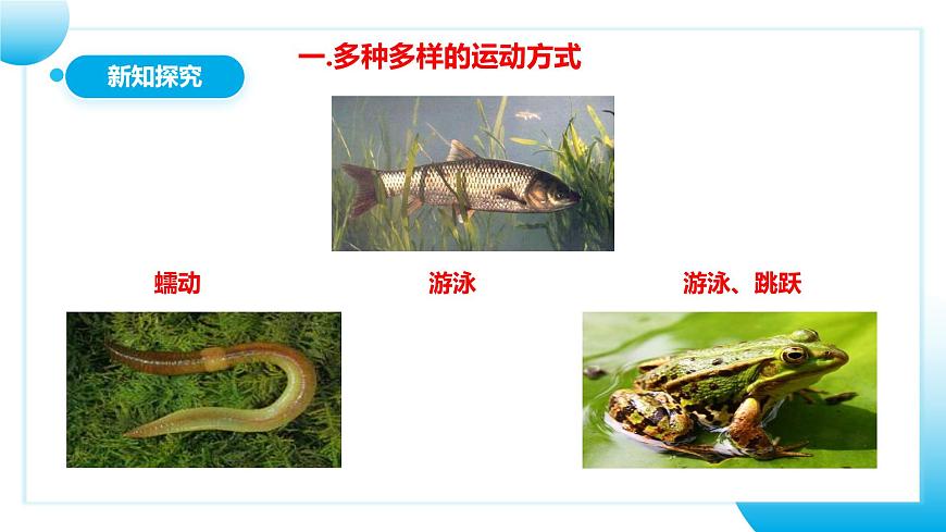 人教版初中生物八年級上冊5.2.1《動(dòng)物的運(yùn)動(dòng)》課件第8頁