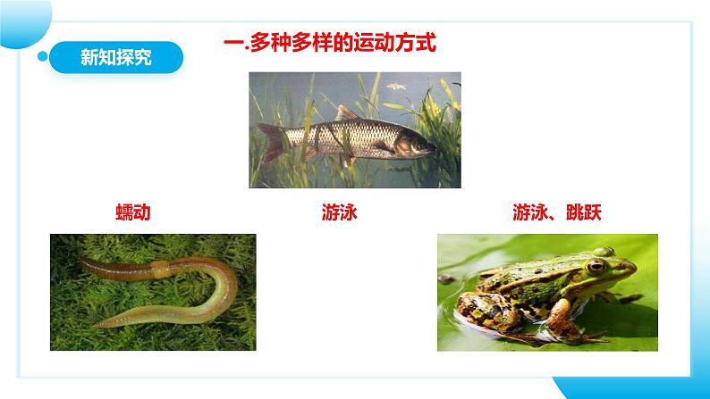 【核心素养目标】人教版初中生物八年级上册5.2.1《动物的运动》课件+视频+教学设计+同步分层练习(含答案)08