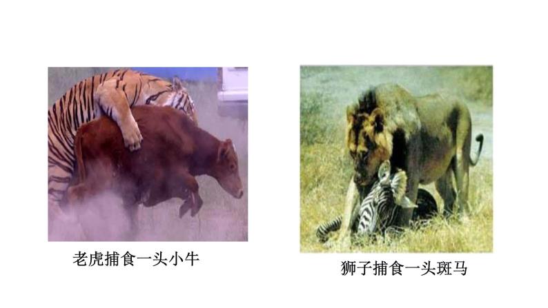 第十八章动物的行为 18.1动物行为的主要类型 PPT课件07