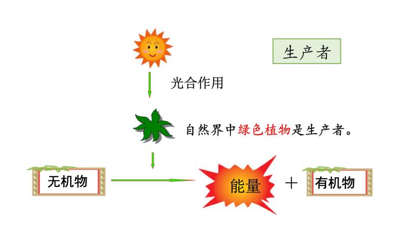 第十九章生态系统 19.1生态系统的组成 PPT课件07