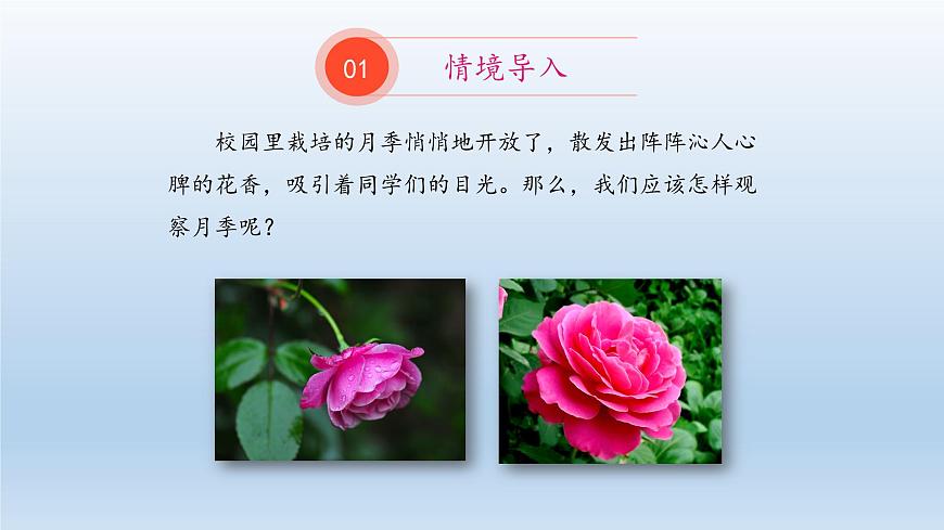 第一章開啟生物科學(xué)之門：1.2 學(xué)會觀察  PPT課件第2頁