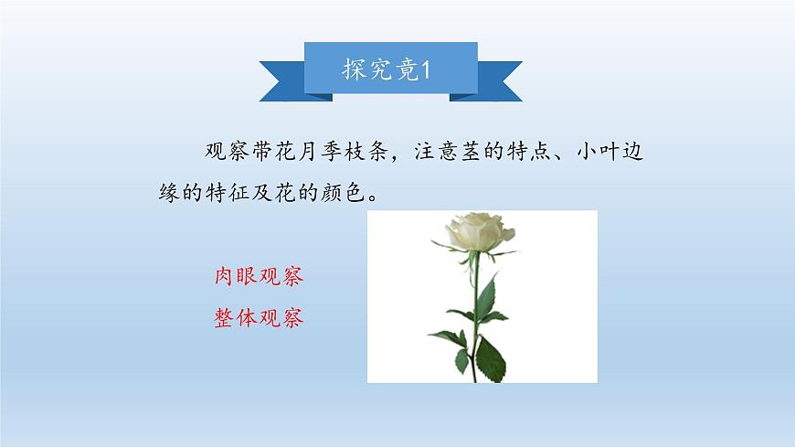 第一章開啟生物科學(xué)之門：1.2 學(xué)會觀察  PPT課件第4頁