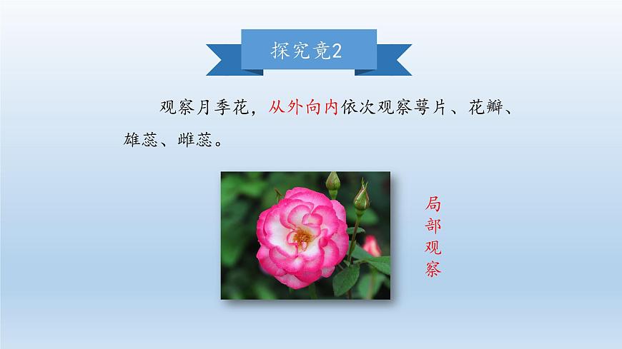 第一章開啟生物科學(xué)之門：1.2 學(xué)會觀察  PPT課件第5頁