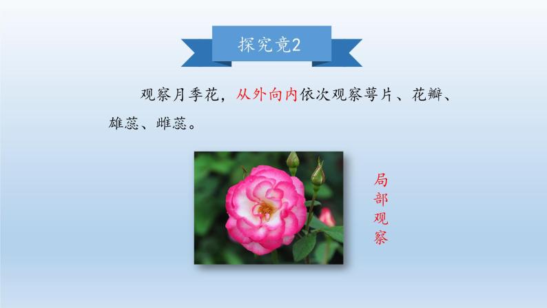 第一章开启生物科学之门：1.2 学会观察  PPT课件05