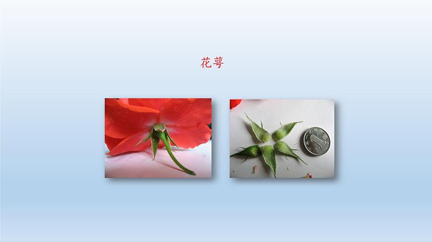 第一章開啟生物科學(xué)之門：1.2 學(xué)會觀察  PPT課件第6頁