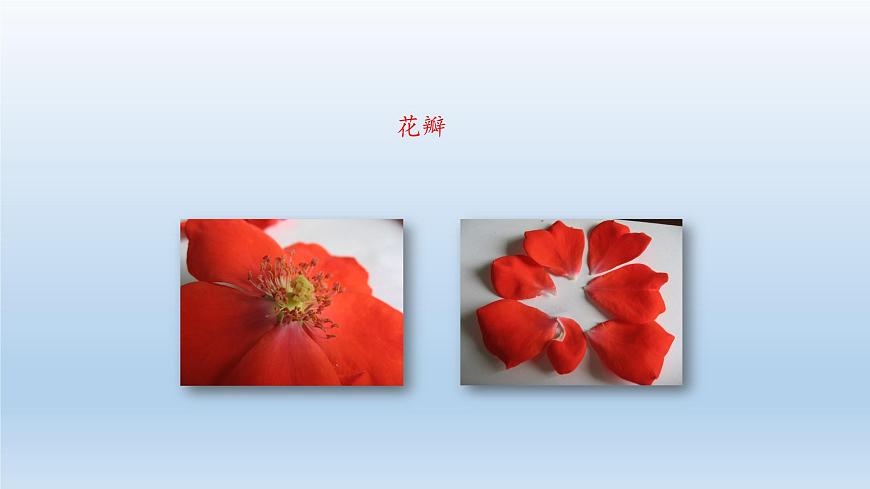 第一章開啟生物科學(xué)之門：1.2 學(xué)會觀察  PPT課件第7頁
