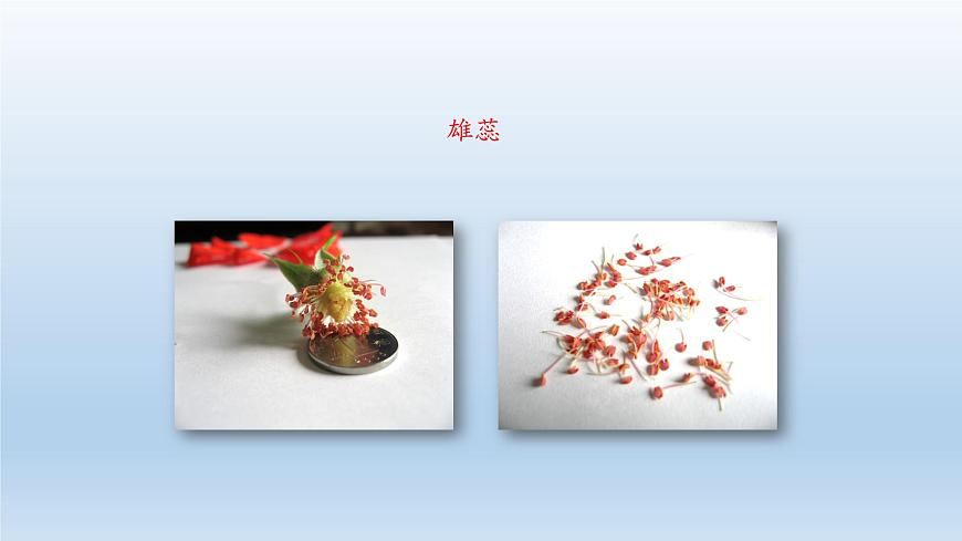 第一章開啟生物科學(xué)之門：1.2 學(xué)會觀察  PPT課件第8頁