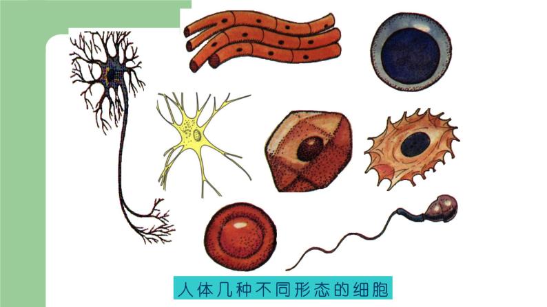 第二章生物体的结构层次：2.1.2 细胞的结构  PPT课件02