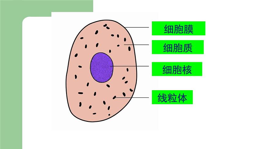 第二章生物體的結(jié)構(gòu)層次：2.1.2 細(xì)胞的結(jié)構(gòu)  PPT課件第3頁