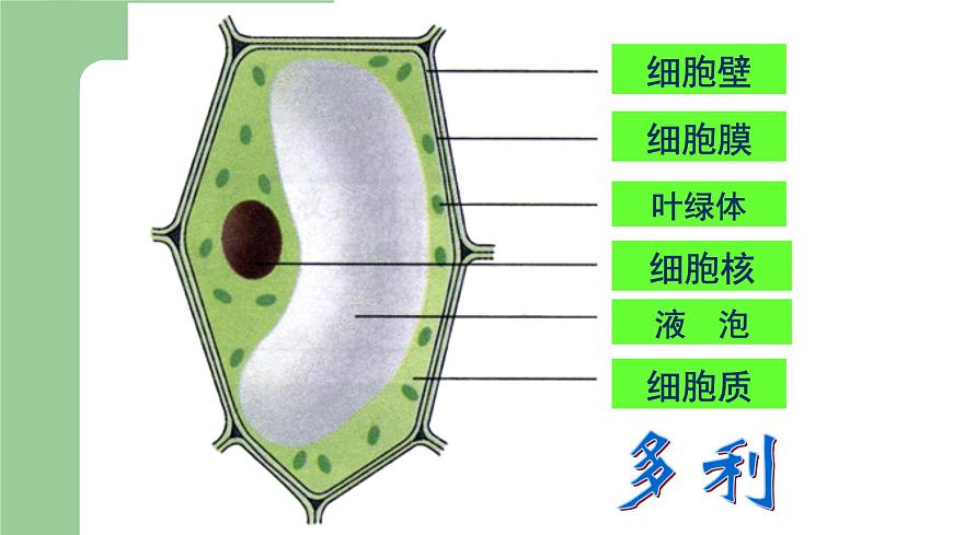 第二章生物體的結(jié)構(gòu)層次：2.1.2 細(xì)胞的結(jié)構(gòu)  PPT課件第5頁
