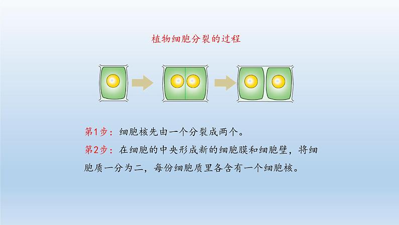 第二章生物体的结构层次:2.1.4 细胞的分裂和生长 PPT课件06