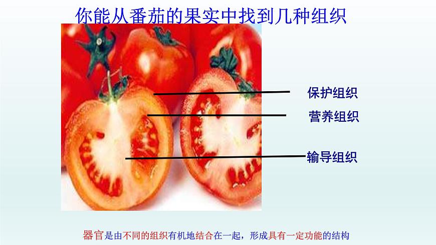 第二章生物體的結構層次：2.3 多細胞生物體  PPT課件第3頁