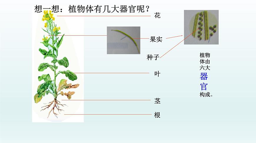 第二章生物體的結構層次：2.3 多細胞生物體  PPT課件第4頁
