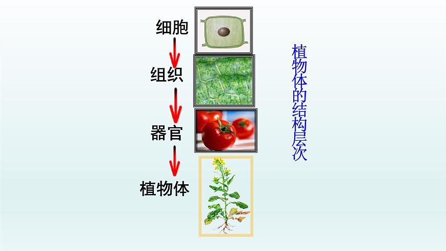 第二章生物體的結構層次：2.3 多細胞生物體  PPT課件第6頁
