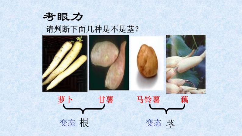 第三章形形色色的植物：3.1 在实验室里观察植物  PPT课件06