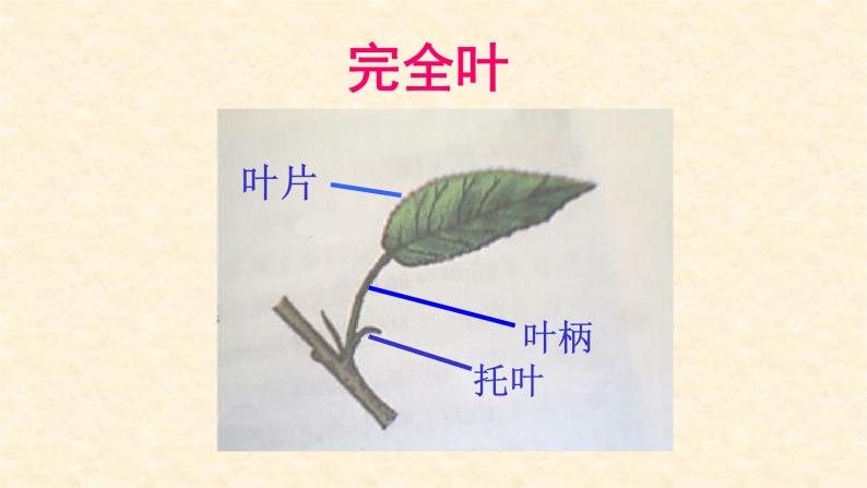 第三章形形色色的植物：3.1 在实验室里观察植物  PPT课件08