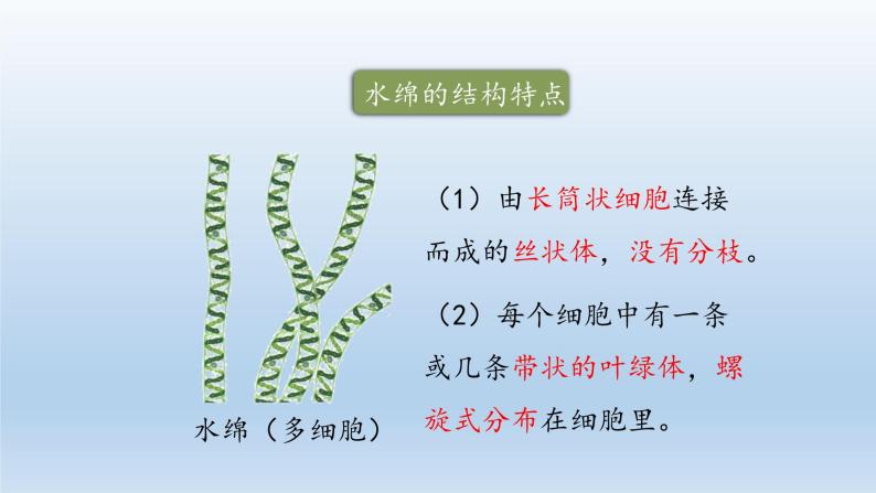第三章形形色色的植物：3.3 藻类植物  PPT课件06