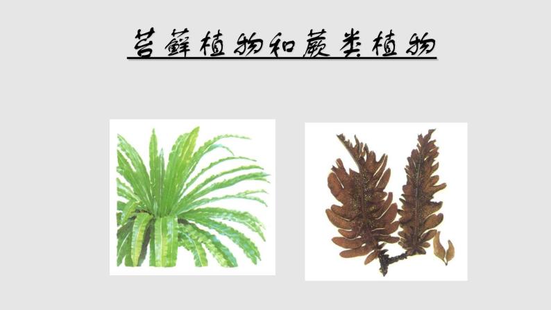 第三章形形色色的植物：3.4 苔藓植物和蕨类植物  PPT课件01